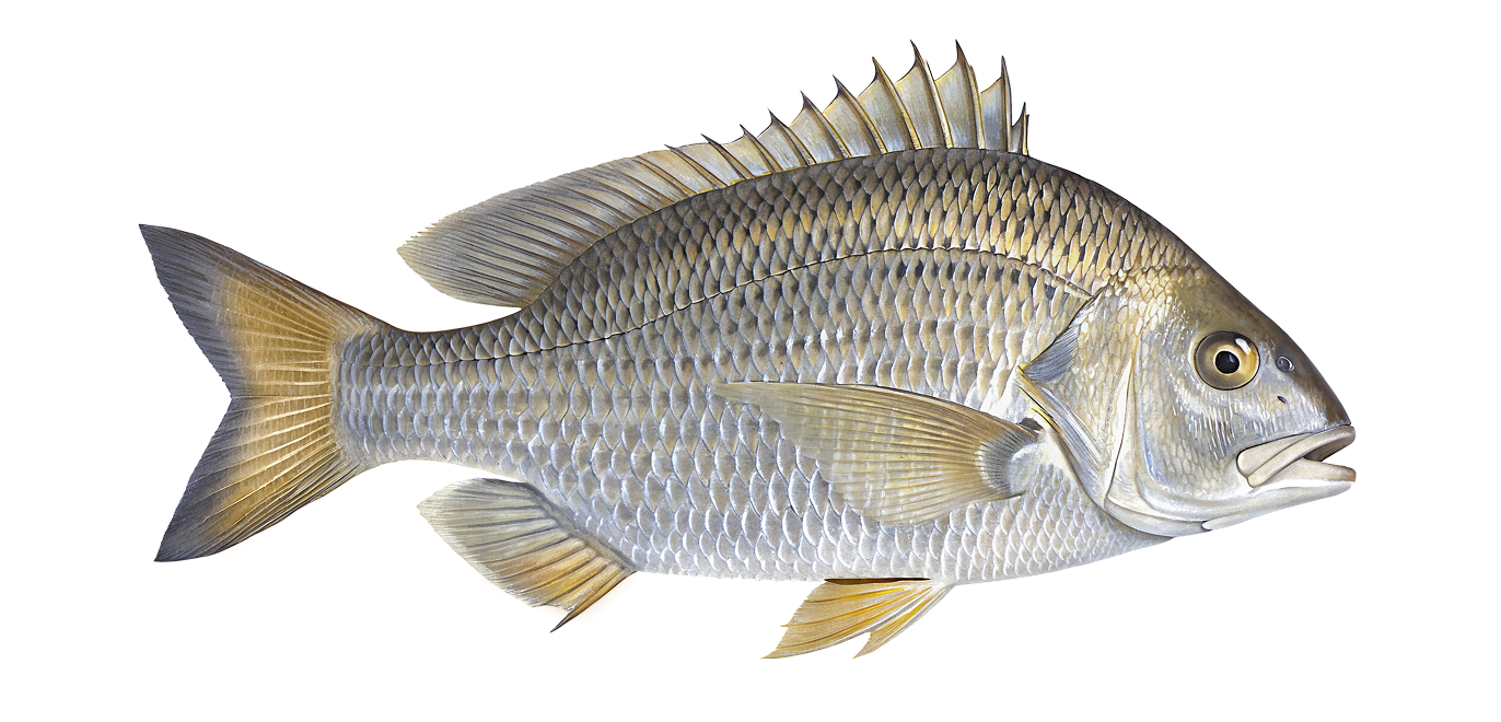 Surf bream