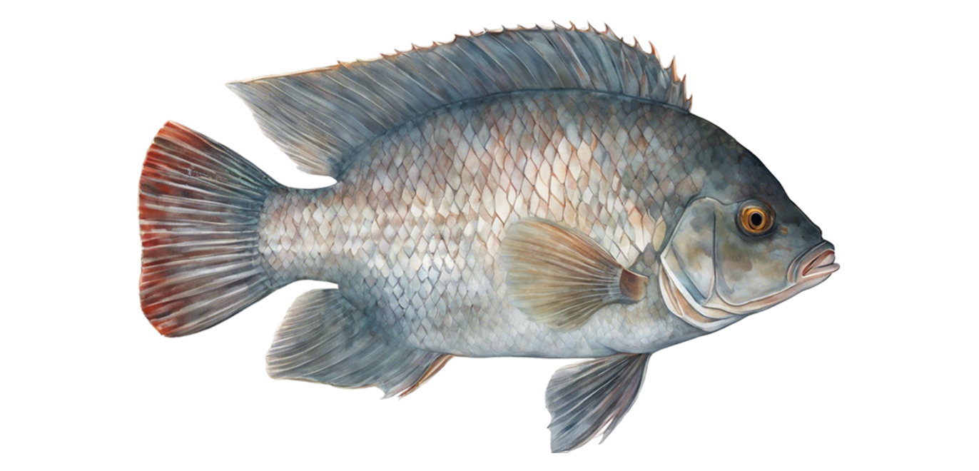 Blue tilapia