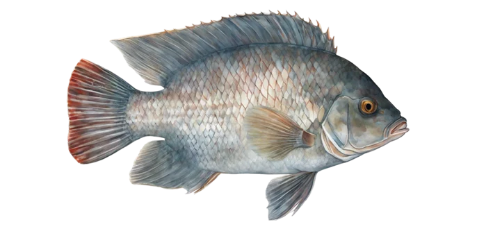 Blue tilapia