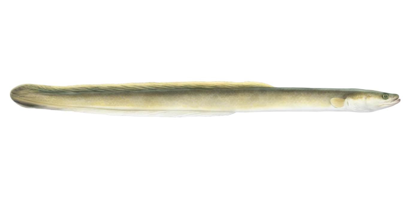 American Eel