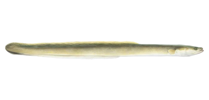 American Eel