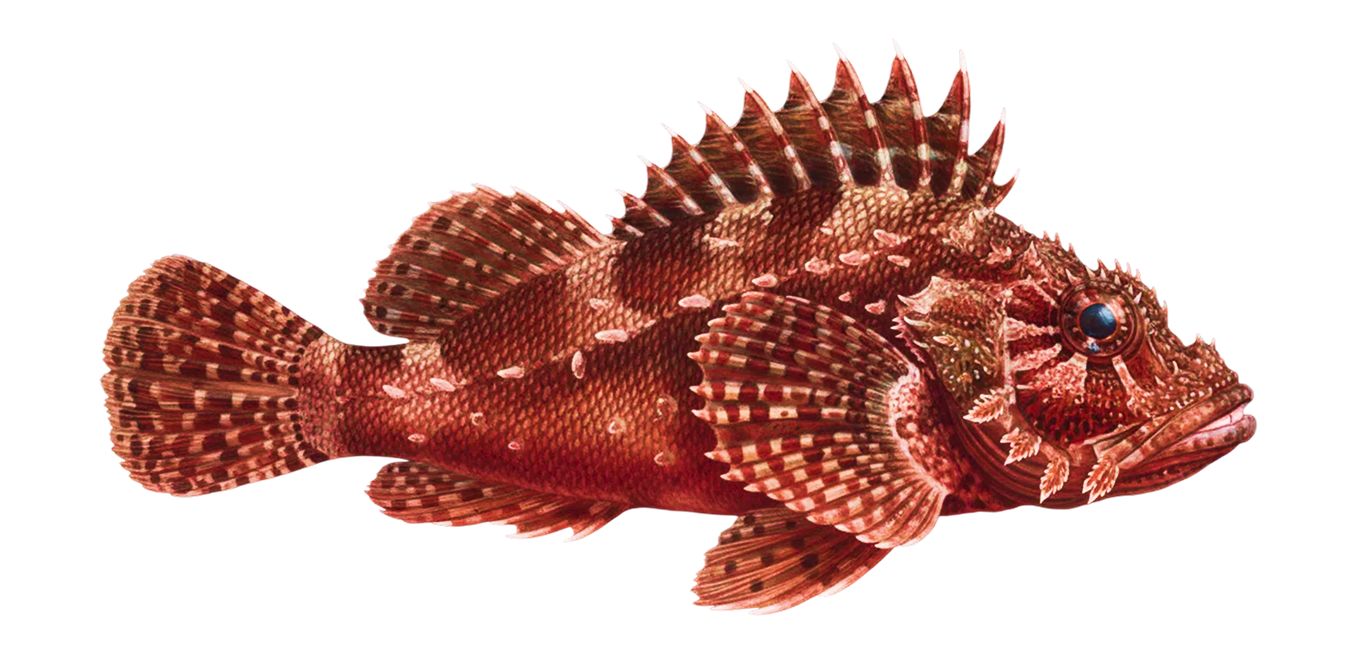California scorpionfish