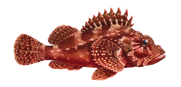 California scorpionfish
