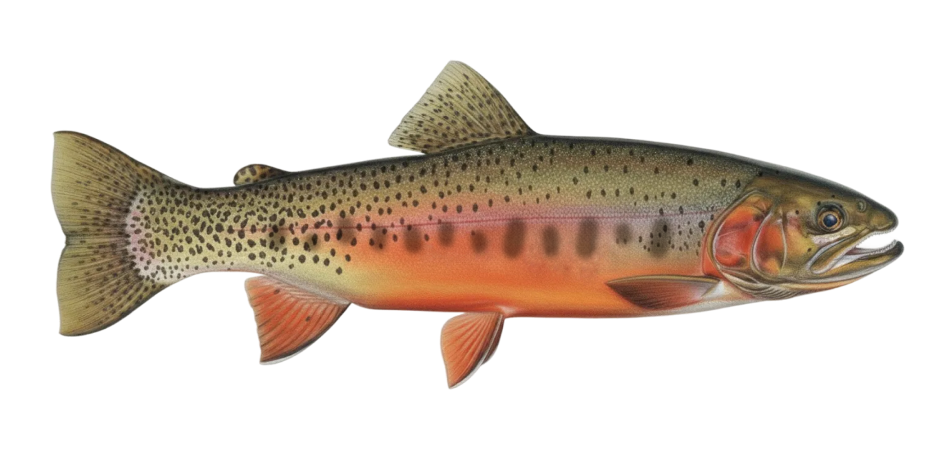 Westlope cutthroat trout