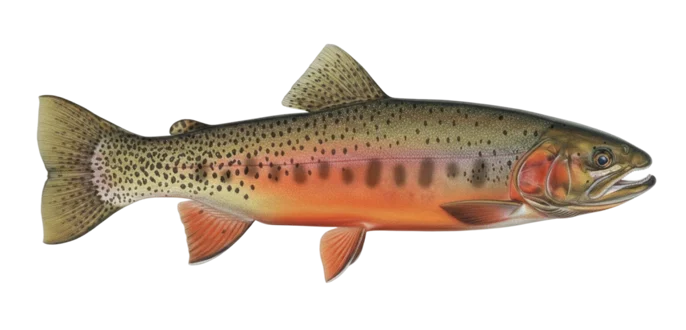 Westlope cutthroat trout