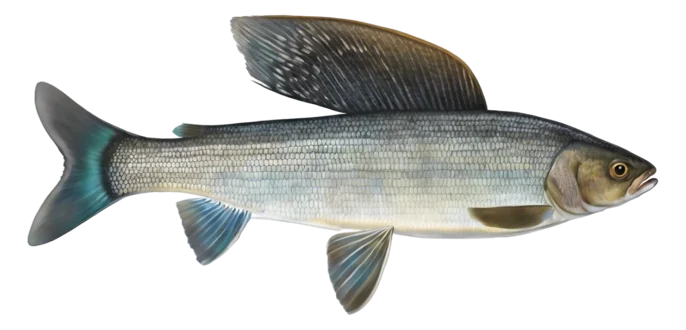 Arctic Grayling