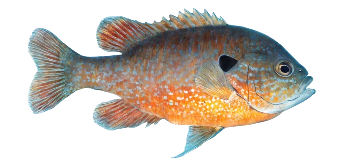 Longear Sunfish