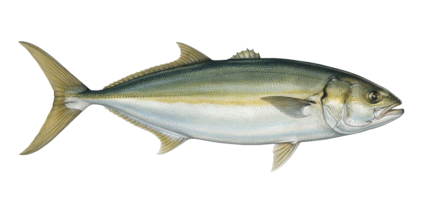 Yellowtail amberjack