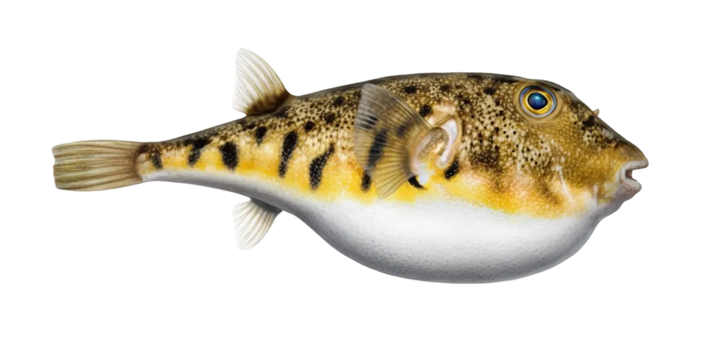 Northern puffer