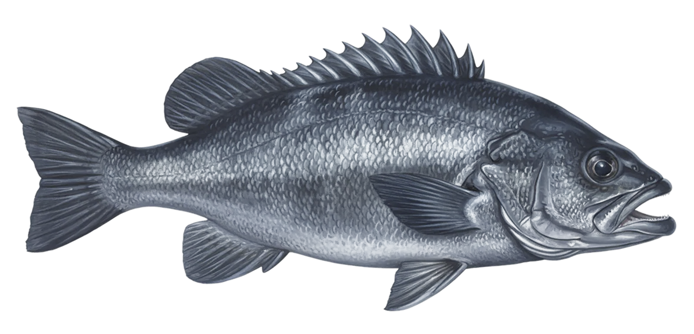 Black rockfish
