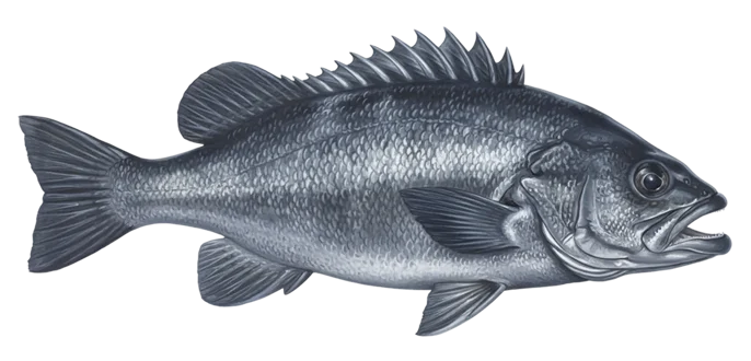 Black rockfish