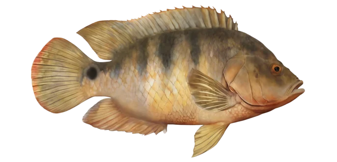 Mayan Cichlid