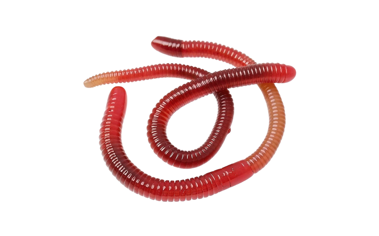 soft plastic worms